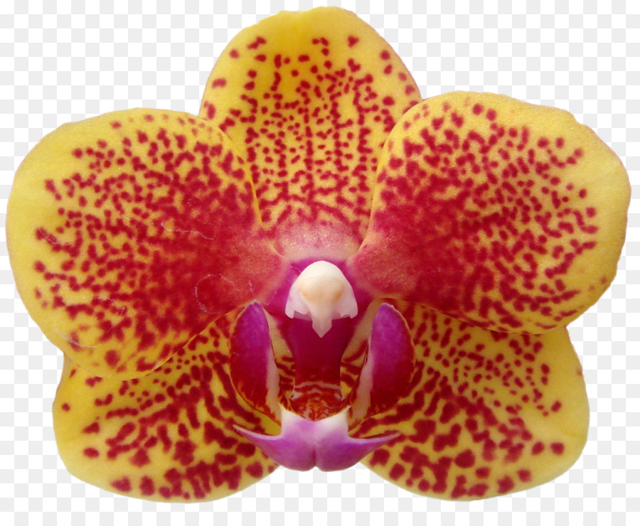Teigne Des Orchidées，Gros Plan PNG