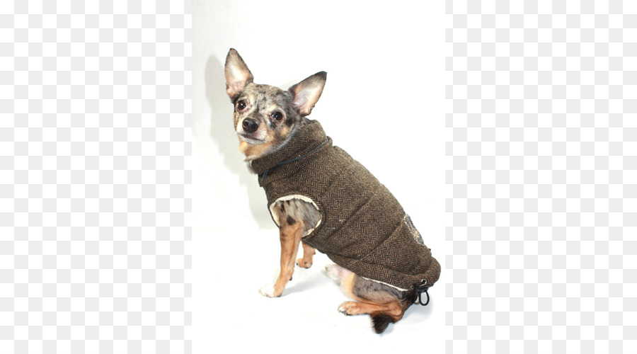 Chihuahua，Pardessus PNG