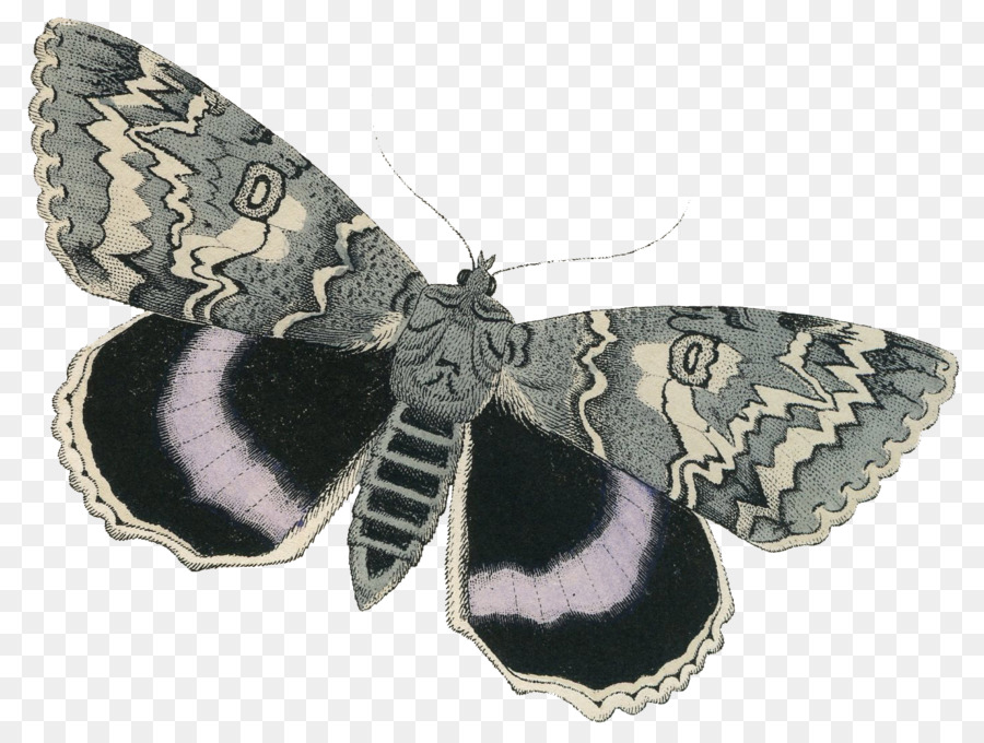Papillon，Napa Maison Jardin PNG