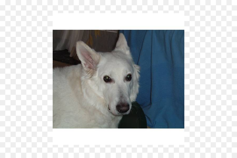 Race De Chien，Berger Blanc Suisse PNG