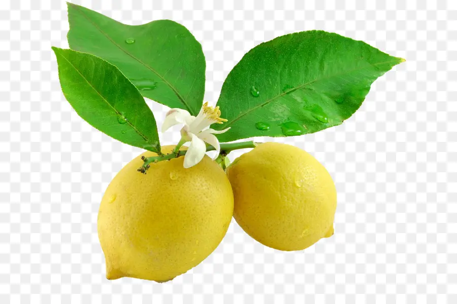 Citron，Feuille PNG