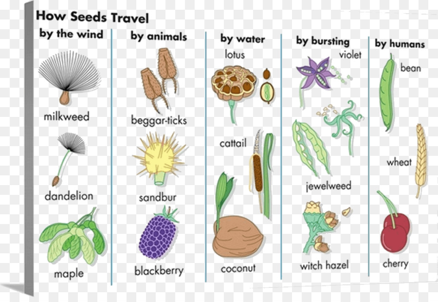Tableau De Dispersion Des Graines，Graines PNG