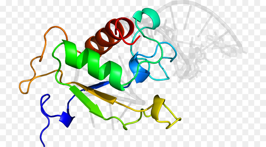 Structure Des Protéines，Molécule PNG