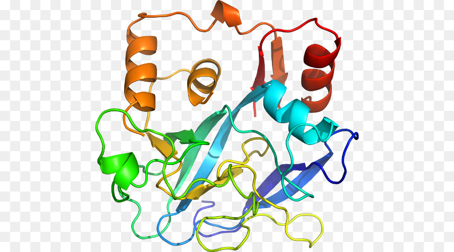 Structure Des Protéines，Biologie PNG