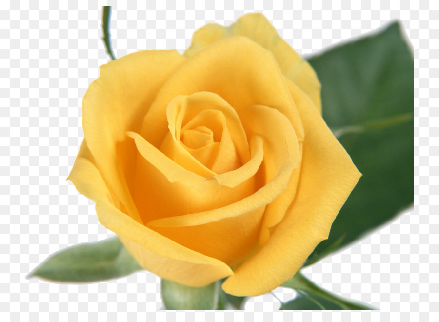 Rose Jaune，Rose PNG