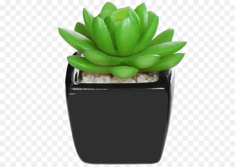 Plante Succulente，Vert PNG