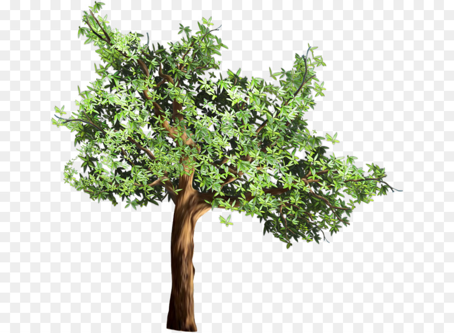 Arbre，Succursales PNG