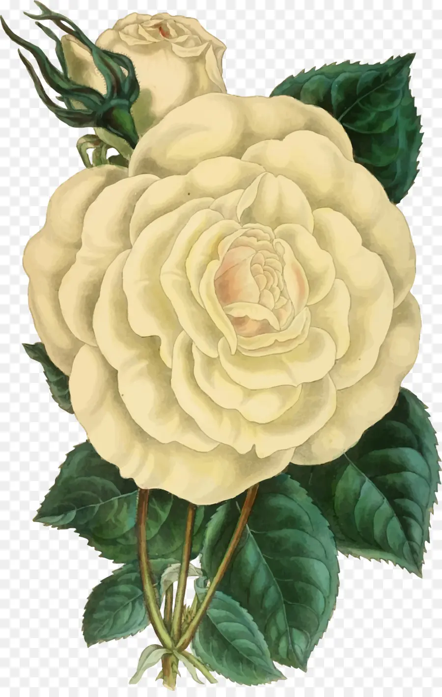Rose，Les Illustrations Botaniques PNG