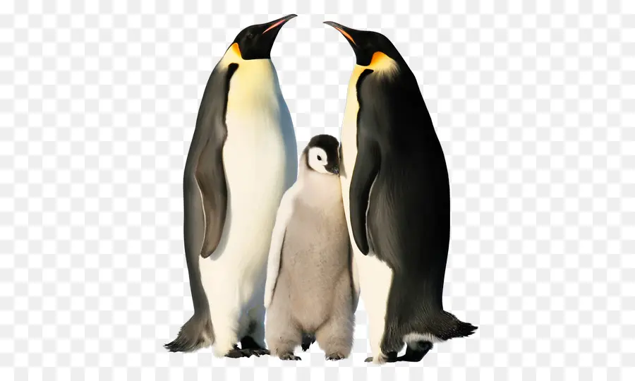 Pingouin，Antarctique PNG