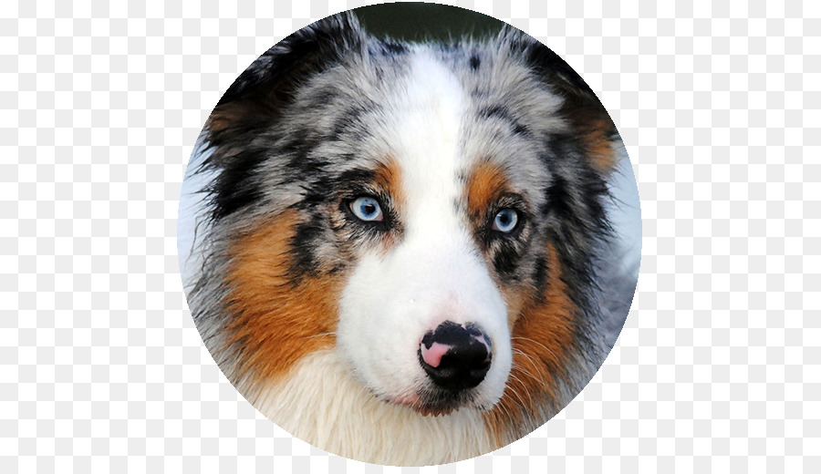 Chien，Animal De Compagnie PNG