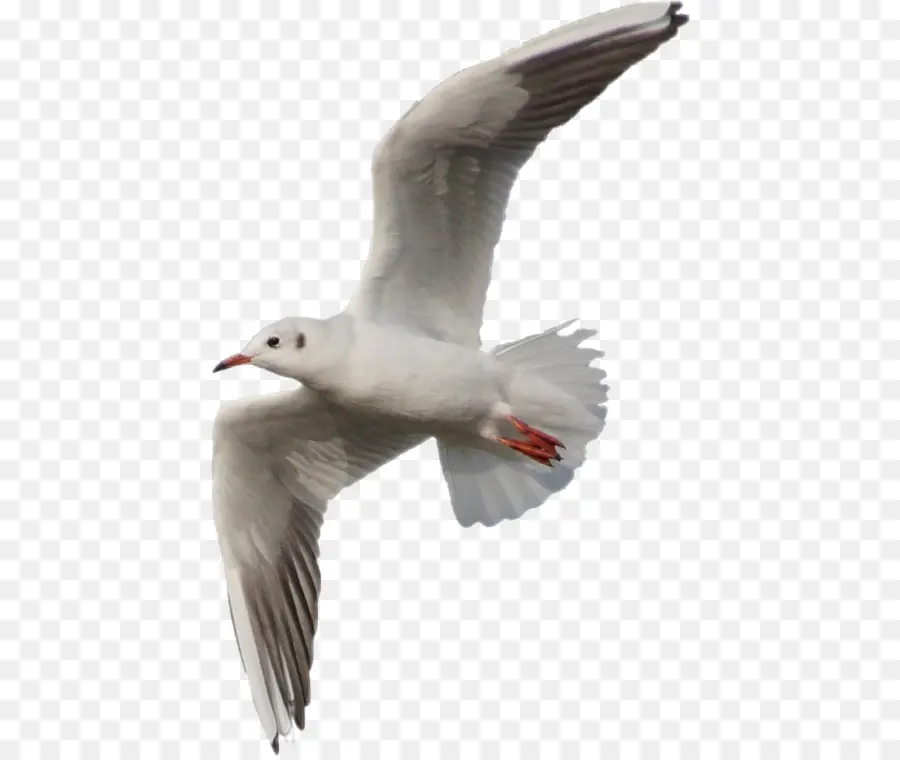 Européenne De Goéland，Les Mouettes PNG