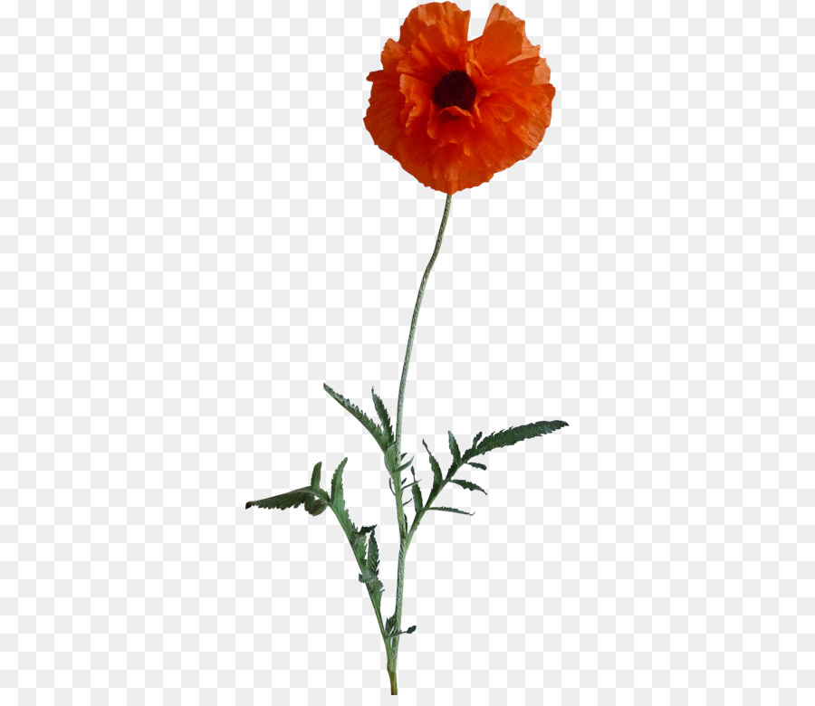 Coquelicot Rouge，Tige PNG