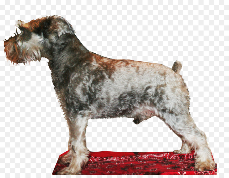 Terrier Cesky，Schnauzer Miniature PNG