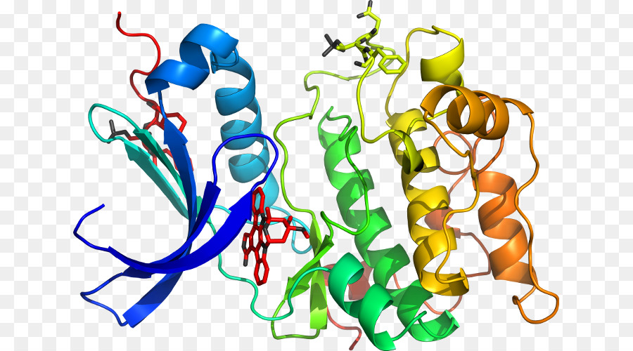 Structure Des Protéines，Biologie PNG