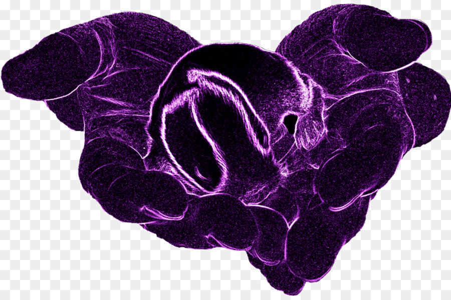 Organisme，Violet PNG