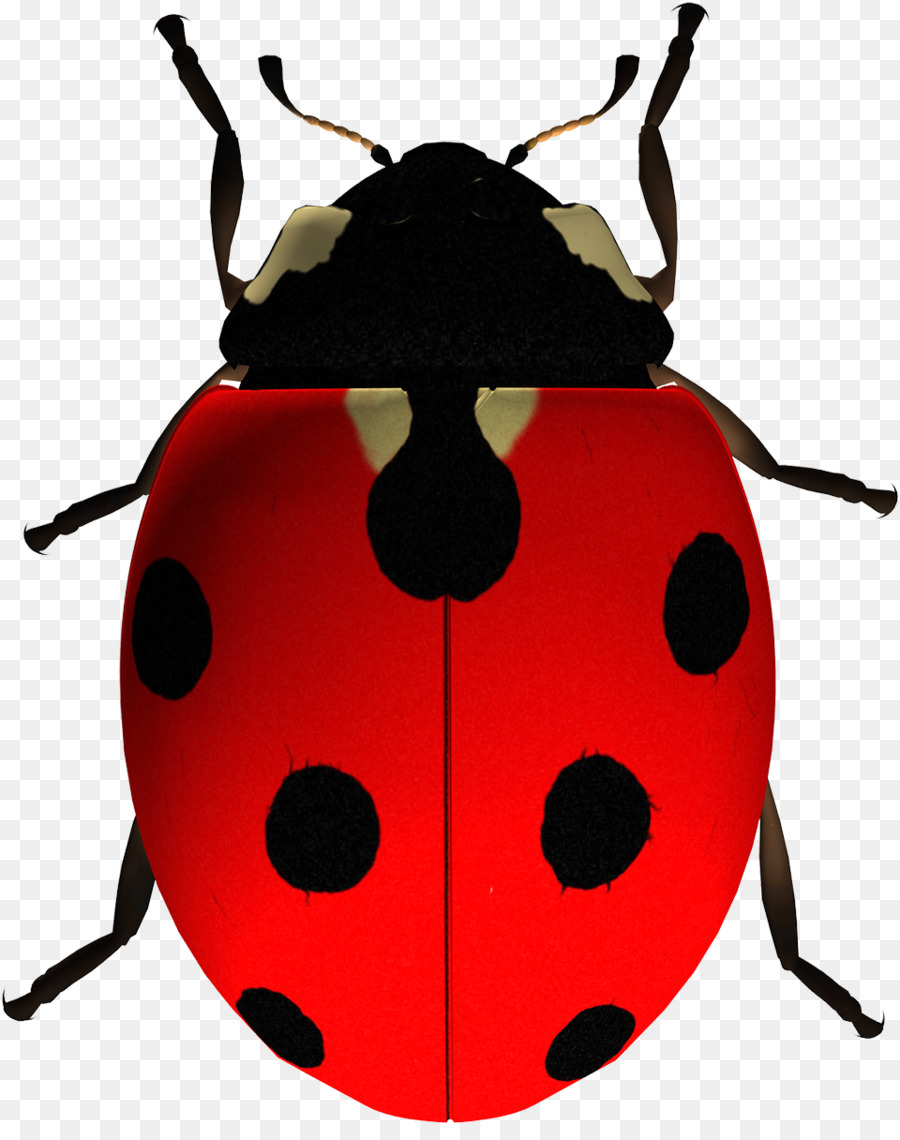 Coccinelle，Bogue PNG