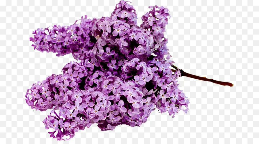 Fleurs Lilas，Violet PNG