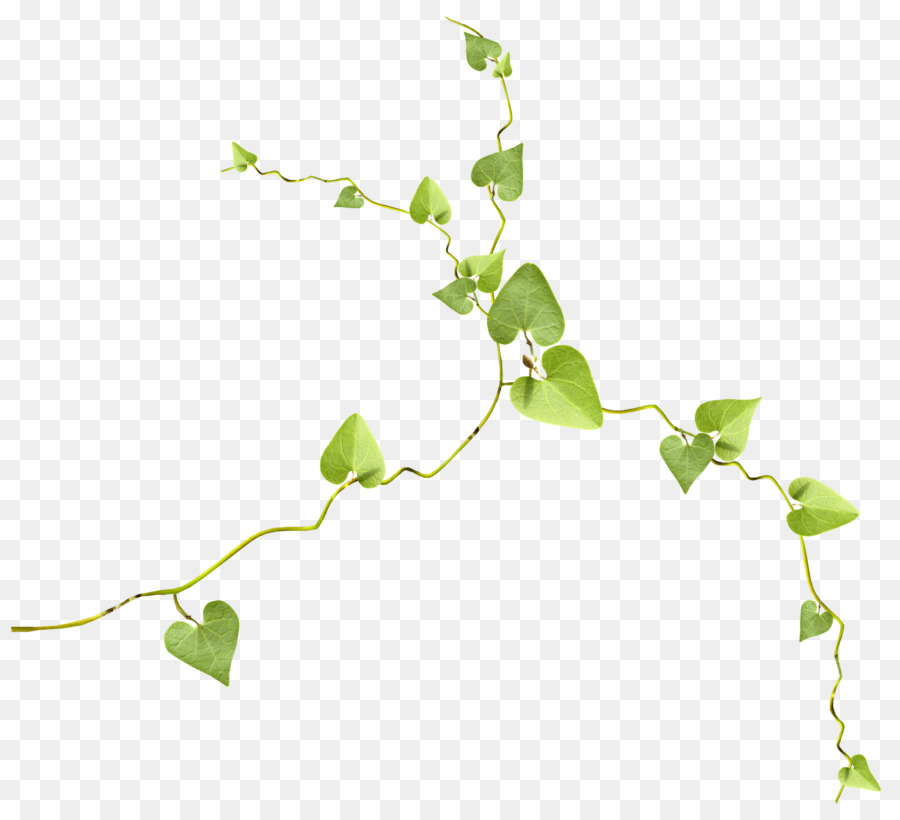 Vigne Verte，Feuilles PNG