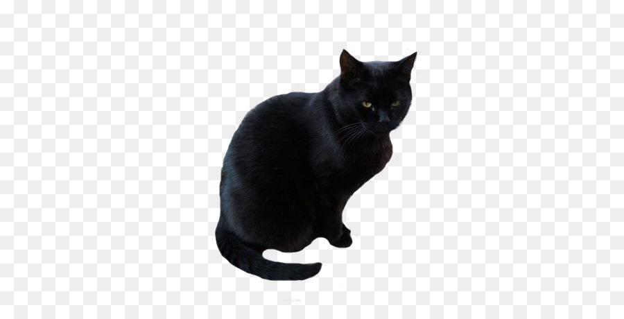 Chat，Animal De Compagnie PNG