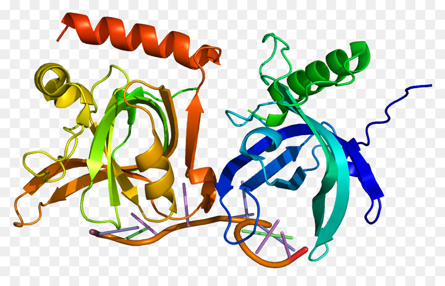 Structure Des Protéines，Molécule PNG