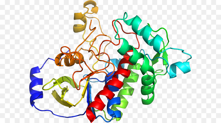 Structure Des Protéines，Biologie PNG