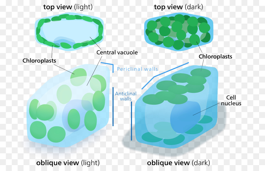 Chloroplaste，Cellule Végétale PNG