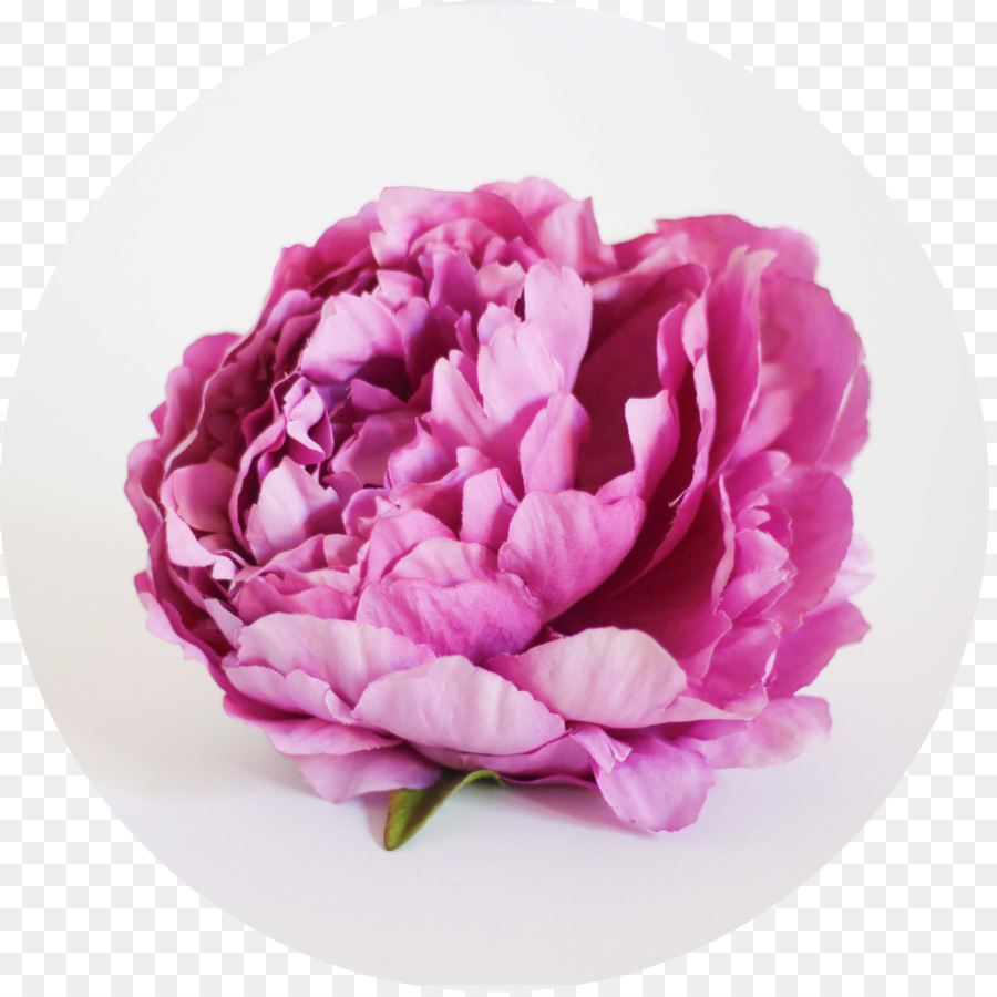 Fleur Rose，Fleurir PNG