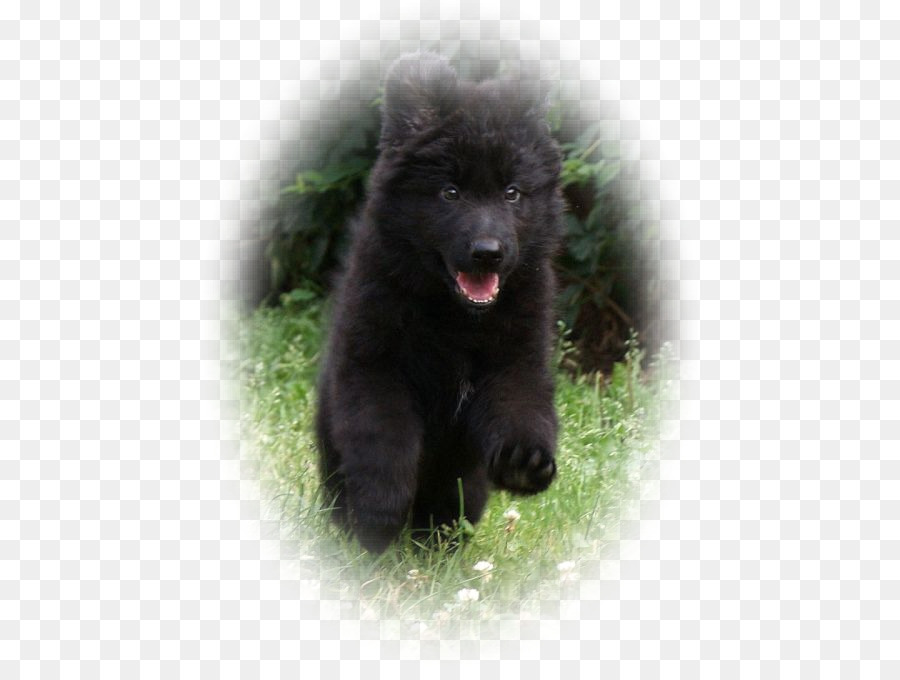 French Spitz Moyen，Keeshond PNG