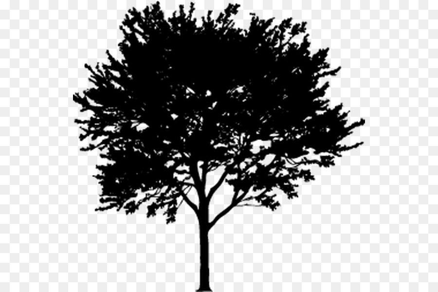 Arbre，D Affaires PNG