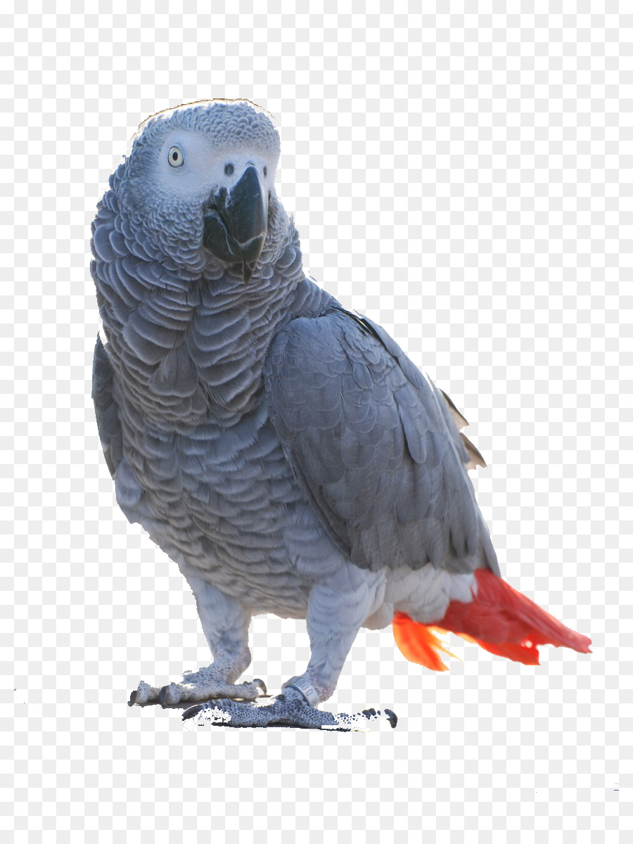 Oiseau，Perroquet Gris PNG