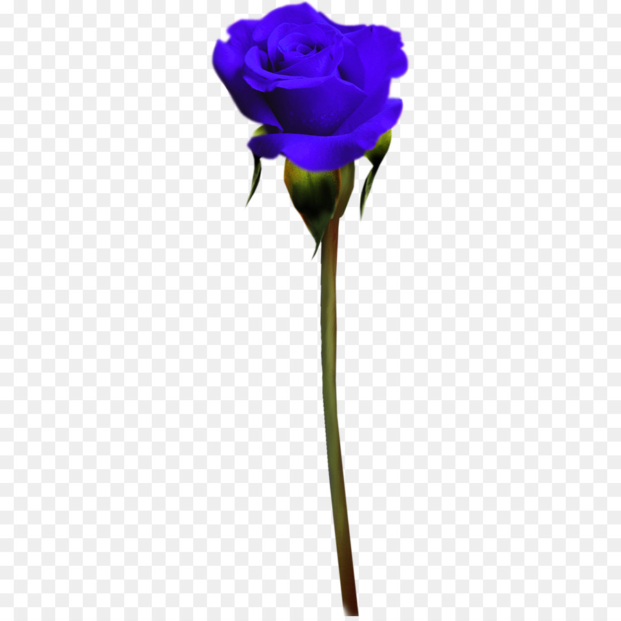 Rose Bleue，Tige PNG