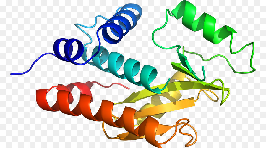 Structure Des Protéines，Molécule PNG