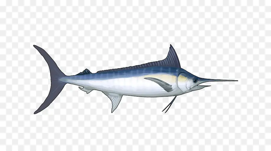 L Espadon，Squaliform Requins PNG