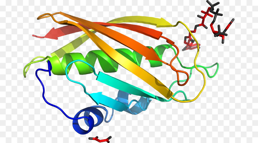 Structure Des Protéines，Biologie PNG