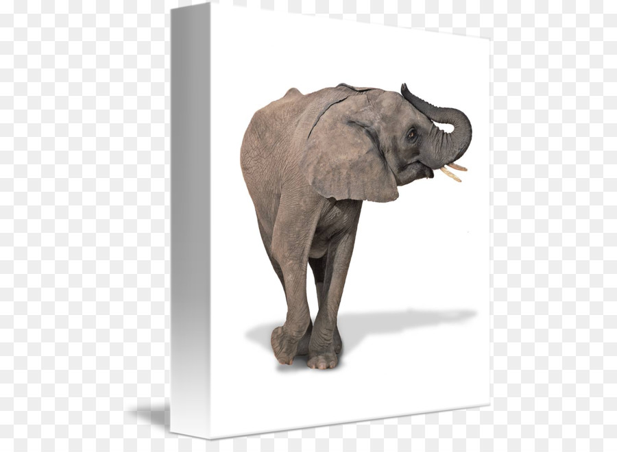 éléphant Indien，éléphant Africain PNG