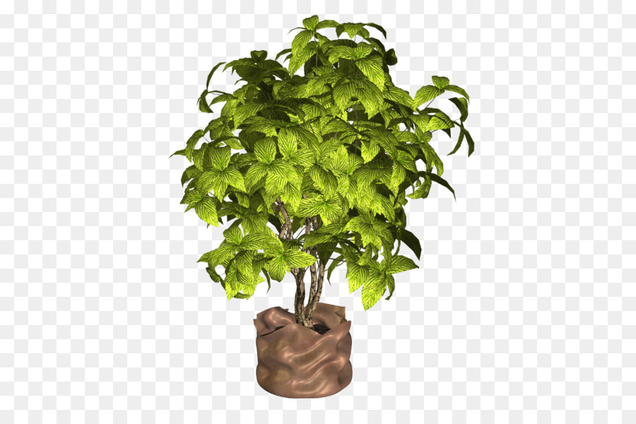 Plante Verte，Feuilles PNG