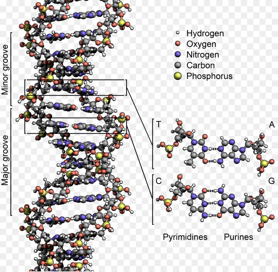 Double Hélice D Un Compte Personnel De La Découverte De La Structure De L Adn，L Adn PNG