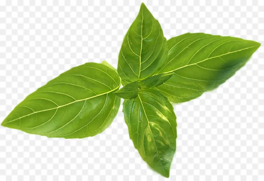 Basilic，Feuille PNG