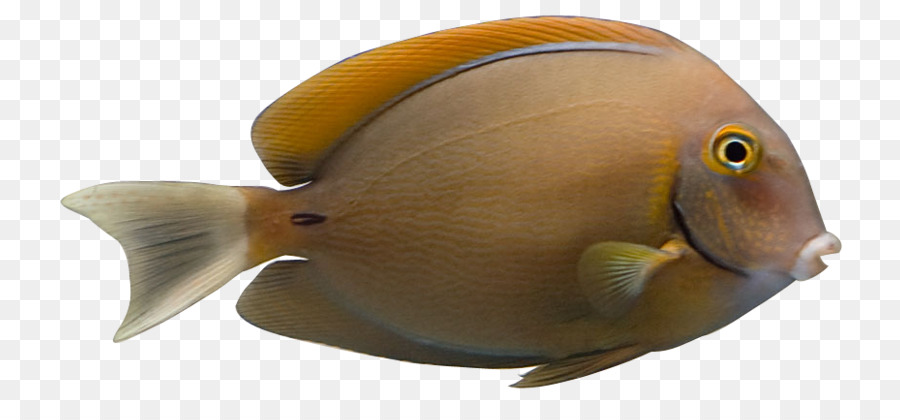 Poisson，Aquatique PNG