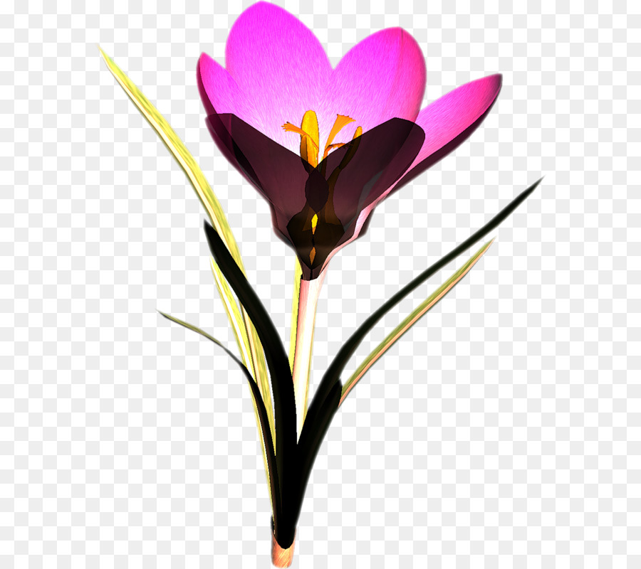 Crocus，Fleur PNG