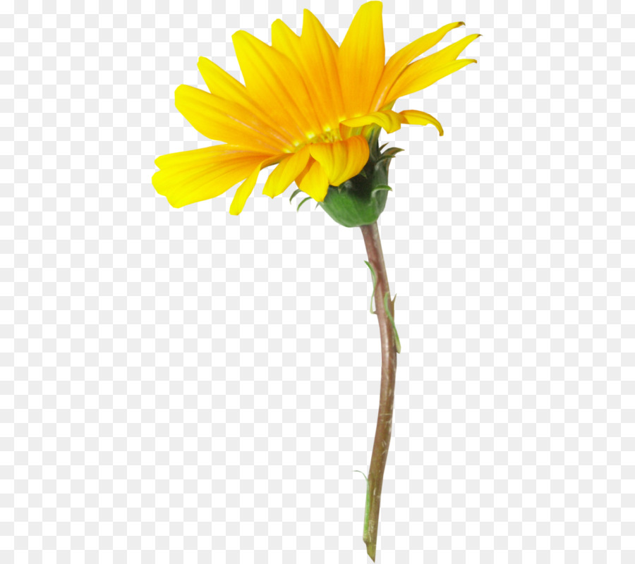 Fleur，Jaune PNG