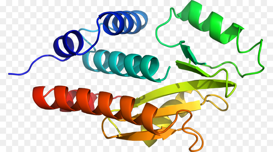 Structure Des Protéines，Molécule PNG