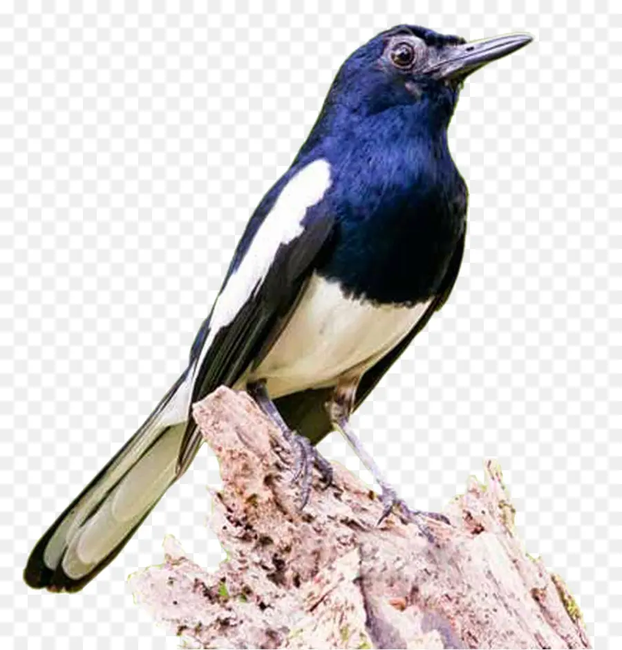 Eurasie Magpie，Oiseau PNG