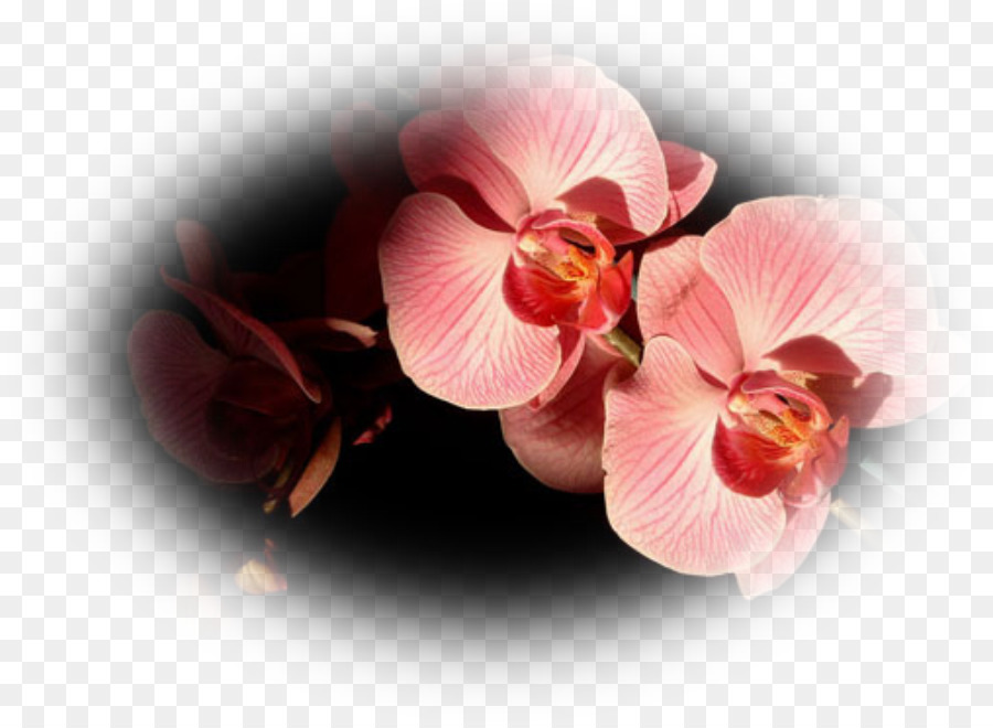 Orchidées Roses，Floraison PNG