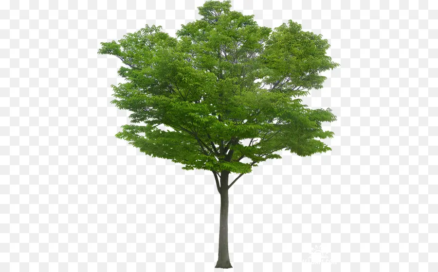 Arbre，Nature PNG