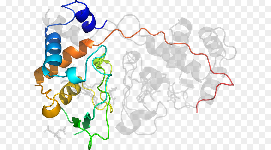 Structure Des Protéines，Molécule PNG