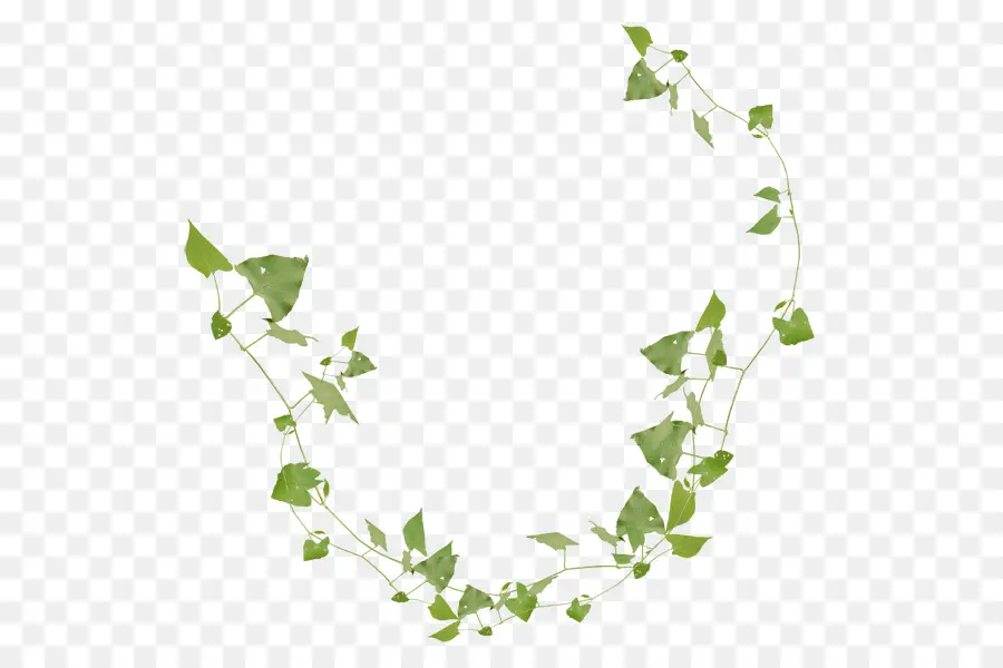 Vigne Verte，Feuilles PNG