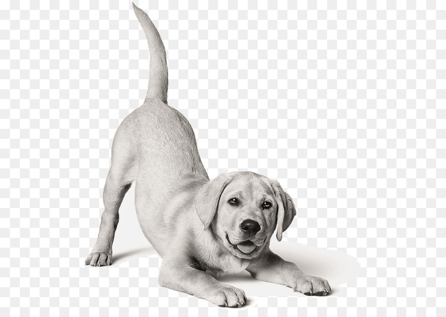 Chien，Chiot PNG