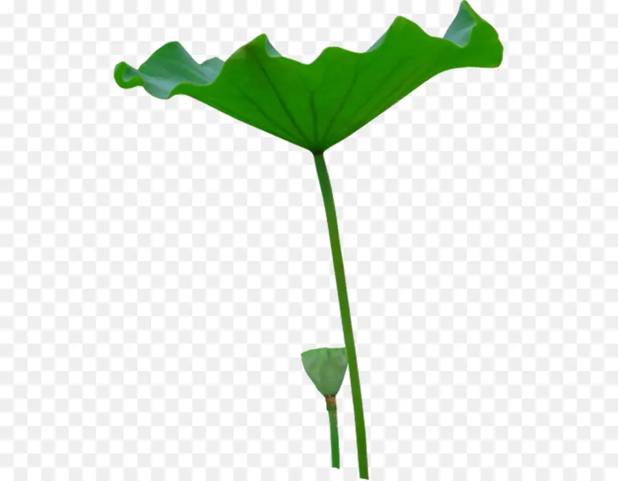 Feuille De Lotus，Vert PNG