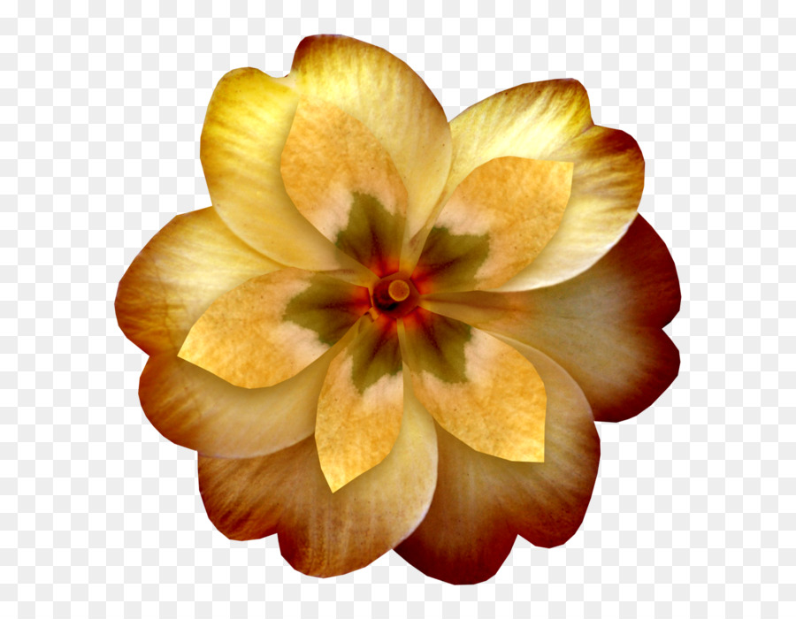 Fleur D'oranger，Orange PNG